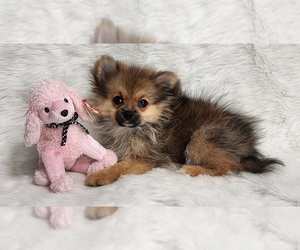 Pomeranian Puppy for sale in DECATUR, GA, USA