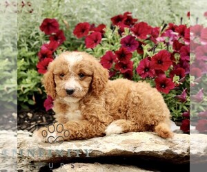 Goldendoodle (Miniature) Puppy for sale in LITITZ, PA, USA