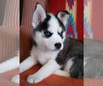 Small Photo #4 Siberian Husky Puppy For Sale in LITTLETON, ME, USA