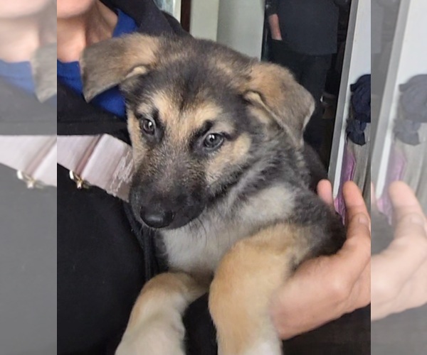 Medium Photo #2 German Shepherd Dog Puppy For Sale in CANTON, OH, USA