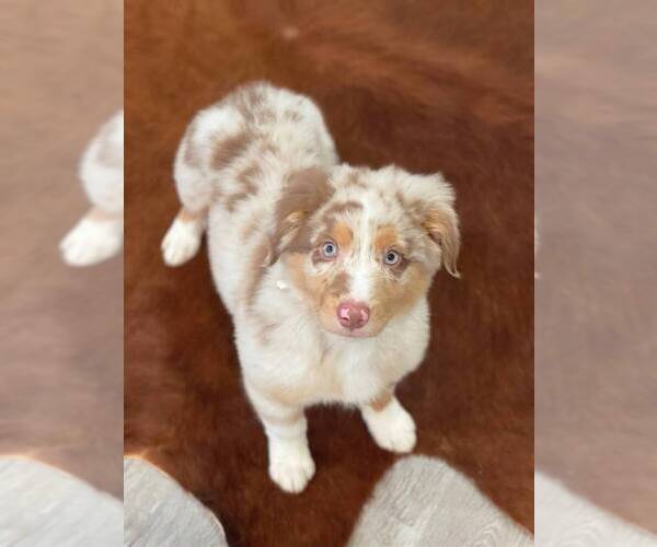 Medium Photo #14 Australian Shepherd Puppy For Sale in WESLEY CHAPEL, FL, USA