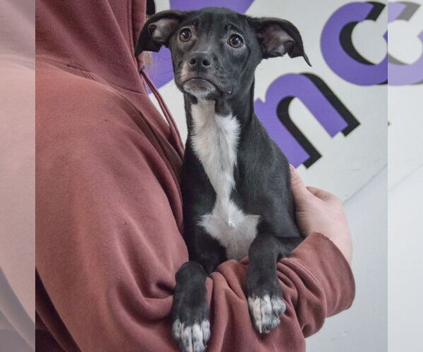 Medium Photo #3 German Shepherd Dog-Unknown Mix Puppy For Sale in Huntley, IL, USA