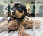 Small Photo #3 Rottweiler Puppy For Sale in VIOLA, AR, USA