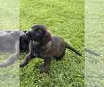 Small #3 Shepadoodle