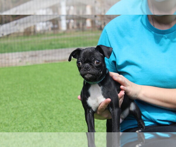 Medium Photo #1 Chug Puppy For Sale in Chestertown, MD, USA