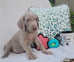 Small Photo #12 Weimaraner Puppy For Sale in NEWCASTLE, OK, USA