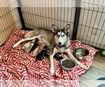 Small Photo #14 Siberian Husky Puppy For Sale in Holly Springs, NC, USA
