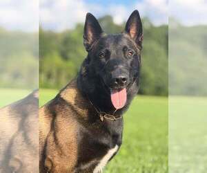Father of the Belgian Malinois puppies born on 10/01/2026