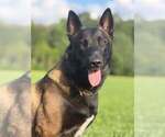 Small Photo #1 Belgian Malinois Puppy For Sale in NORTH BROOKFIELD, MA, USA