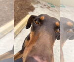 Small #1 Doberman Pinscher
