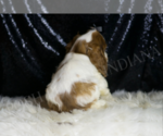 Small Photo #7 Cocker Spaniel Puppy For Sale in WARSAW, IN, USA