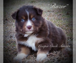 Miniature Australian Shepherd Puppy for sale in SMITHVILLE, AR, USA