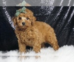 Puppy Austin AKC Poodle (Toy)