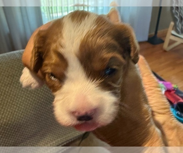 Medium Photo #41 Cavapoo (Miniature) Puppy For Sale in SAINT FRANCIS, MN, USA