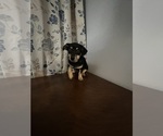 Small #43 Chihuahua