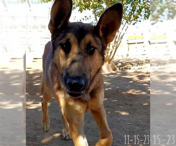 Medium Photo #2 German Shepherd Dog-Unknown Mix Puppy For Sale in Apple Valley, CA, USA