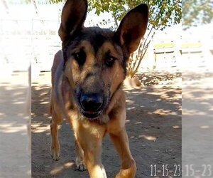 German Shepherd Dog-Unknown Mix Dogs for adoption in Apple Valley, CA, USA