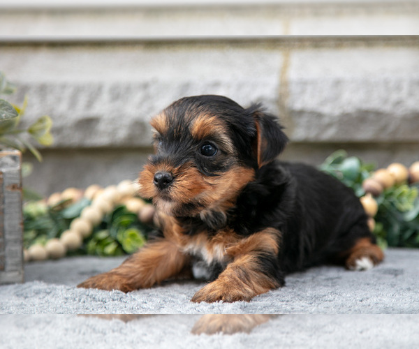 Medium Photo #7 Yorkshire Terrier Puppy For Sale in NAPPANEE, IN, USA