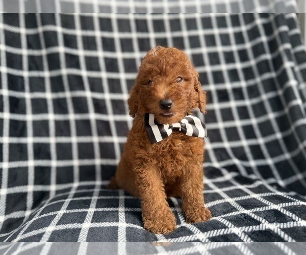Medium Photo #7 Goldendoodle (Miniature) Puppy For Sale in LAKELAND, FL, USA