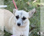 JESSIE - Female Chihuahua Dog for Adoption - Small photo