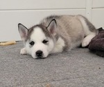 Small Photo #3 Siberian Husky Puppy For Sale in WINTER HAVEN, FL, USA