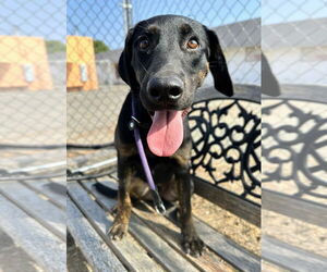 Labrador Retriever-Unknown Mix Dogs for adoption in San Diego, CA, USA