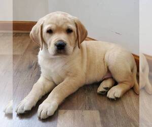 Labrador Retriever Puppy for sale in DILLWYN, VA, USA