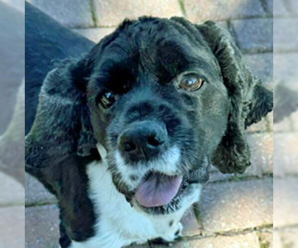 Medium Photo #8 Cocker Spaniel Puppy For Sale in Arlington, VA, USA