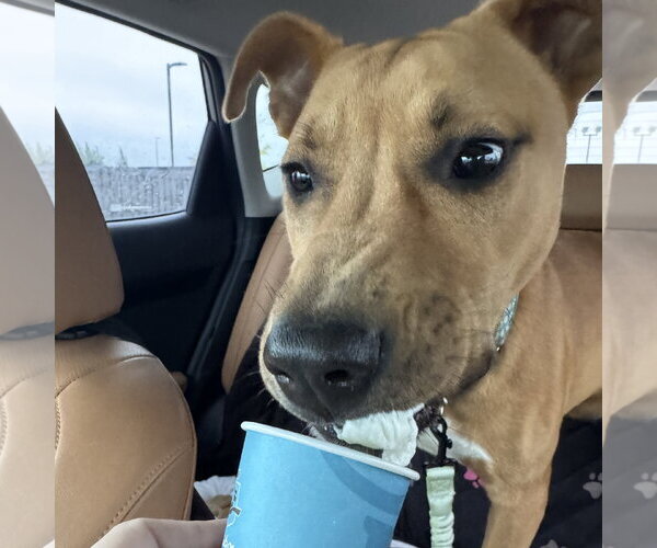 Medium Photo #4 Mutt Puppy For Sale in Fargo, ND, USA