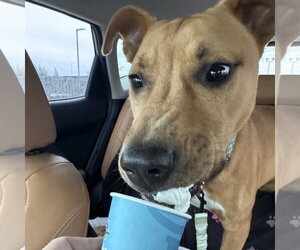 Ray - Male Mutt Dog for Adoption - Photo #4