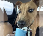 Small Photo #4 Mutt Puppy For Sale in Fargo, ND, USA