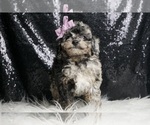 Small #3 Poodle (Miniature)
