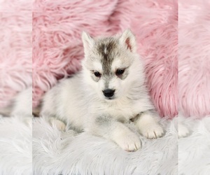 Siberian Husky Puppy for sale in KANSAS CITY, MO, USA