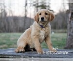 Small Photo #3 Golden Retriever Puppy For Sale in LIBERTY, KY, USA