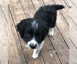 Small Photo #1 Aussiedoodle Puppy For Sale in MARION, TX, USA