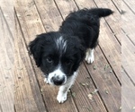 Small Aussiedoodle