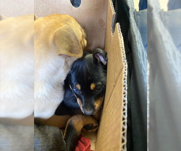 Medium Photo #1 Rottweiler-Unknown Mix Puppy For Sale in Stockton, CA, USA