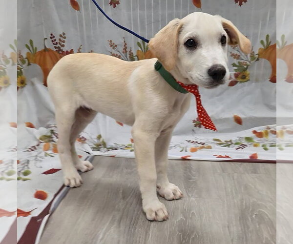 Medium Photo #3 Labbe Puppy For Sale in Attalka, AL, USA