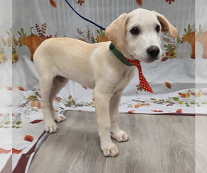 Jinx - Male Labbe Dog for Adoption - Photo #3