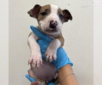 Small Bull Terrier Mix