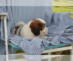 Small #2 Shih-Poo
