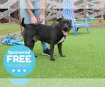 Small #4 American Pit Bull Terrier