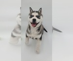 Small Photo #2 Siberian Husky Puppy For Sale in GOSHEN, IN, USA