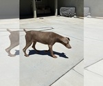 Small #2 Doberman Pinscher