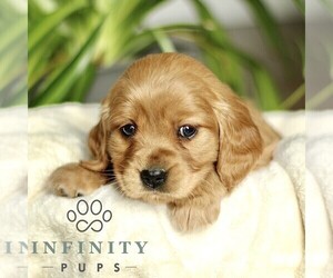 Golden Retriever Puppy for sale in STRASBURG, PA, USA