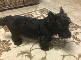 Mother of the Scottish Terrier puppies born on 06/09/2018