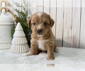 Aussiedoodle-F2 Aussiedoodle Mix Puppy for sale in CENTERVILLE, FL, USA