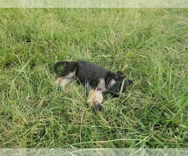 Medium Photo #11 German Shepherd Dog Puppy For Sale in WILLIAMSBURG, CO, USA