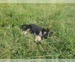 Small Photo #11 German Shepherd Dog Puppy For Sale in WILLIAMSBURG, CO, USA