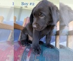 Small Photo #14 Labrador Retriever Puppy For Sale in ESCONDIDO, CA, USA